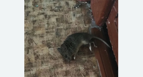 Дезинфекция от мышей в Дубровицах