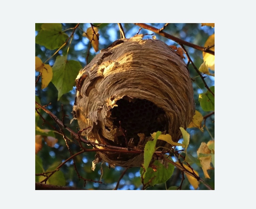 Обработка от шершней в Дубровицах