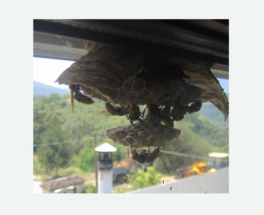 Уничтожение гнёзд шершней в Дубровицах