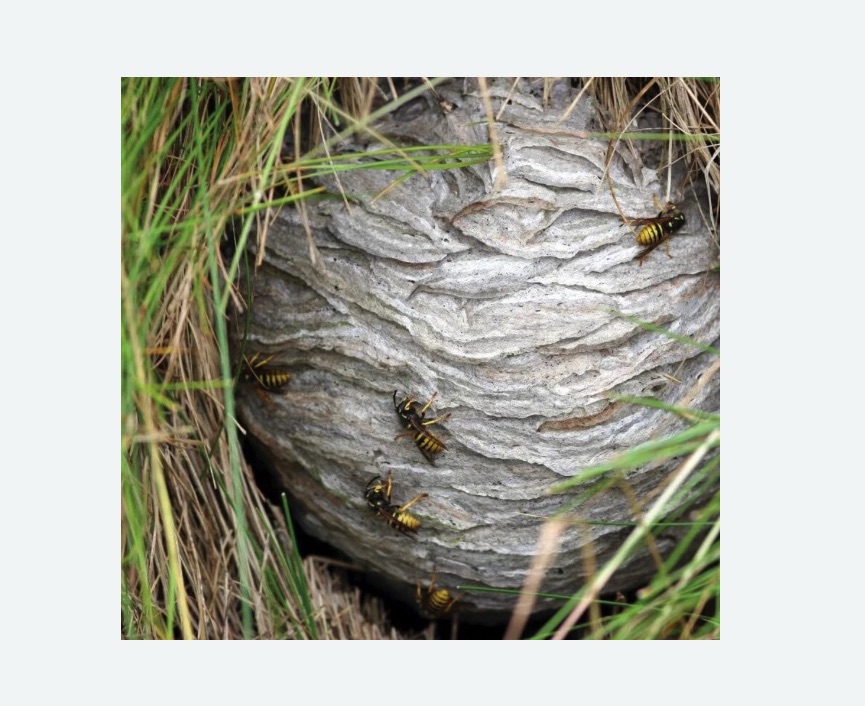 Уничтожение ос и ульев в Дубровицах